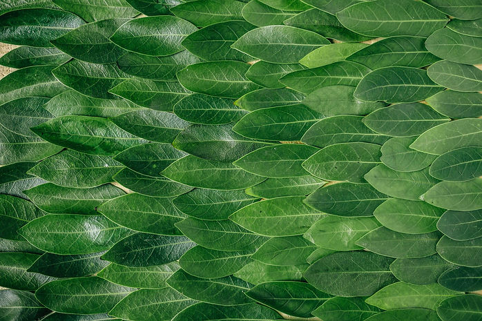 Sustainability-Leaves-Europe.jpg
