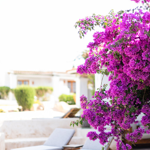 Petunia Ibiza Hotel - Bougainvillea Around The Hotel