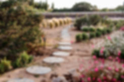 Petunias_-48.jpg