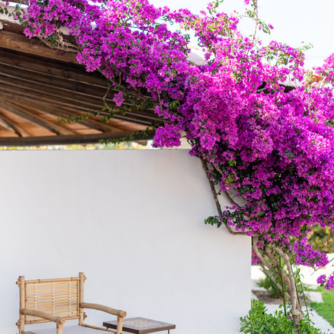 Petunia Ibiza Hotel - Bougainvillea Corners 